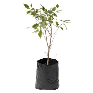 Ficus mixto