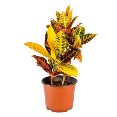 Planta Natural Croton Petra 32x54cm