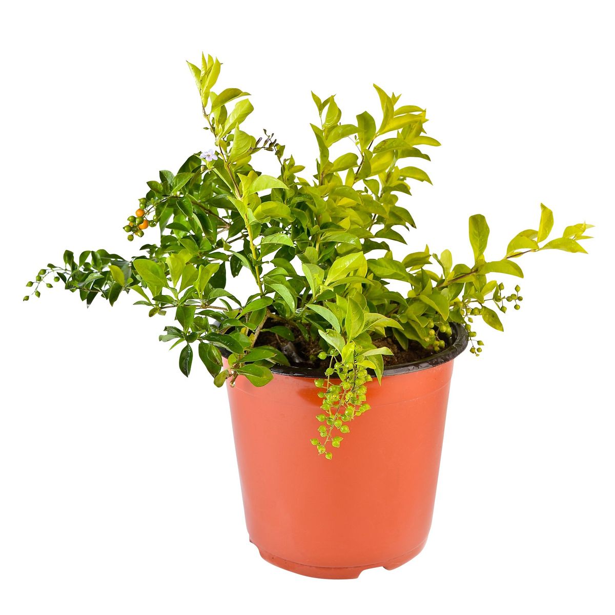 4 ESTACIONES - Planta Natural Duranta