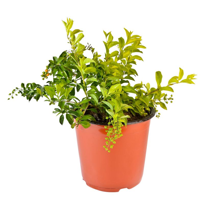 4 ESTACIONES - Planta Natural Duranta