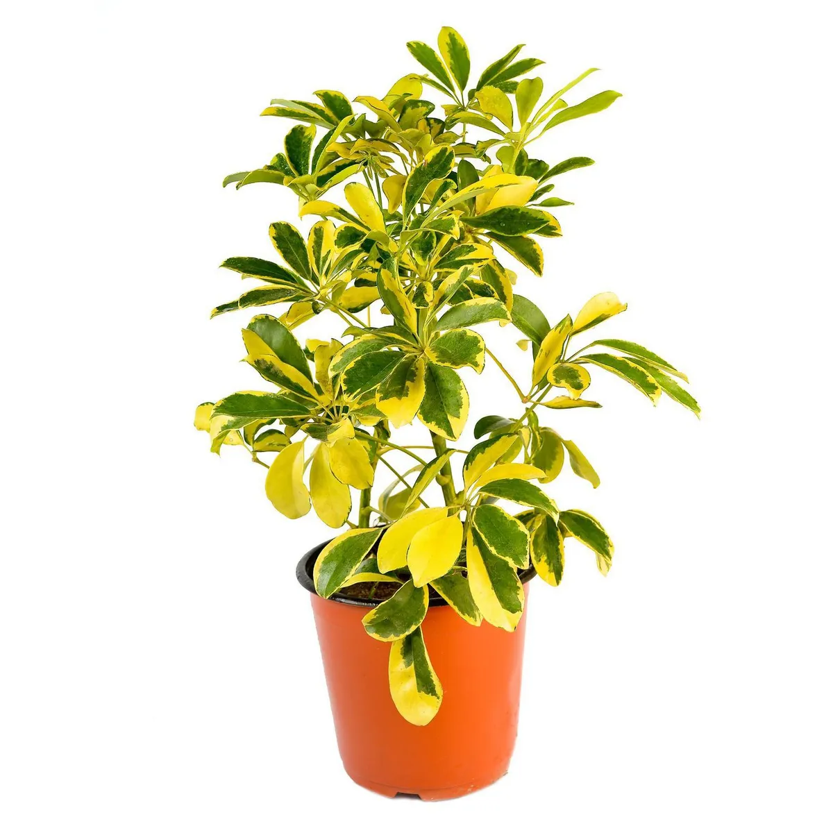 4 ESTACIONES - Planta Natural Minischefflera Mixto