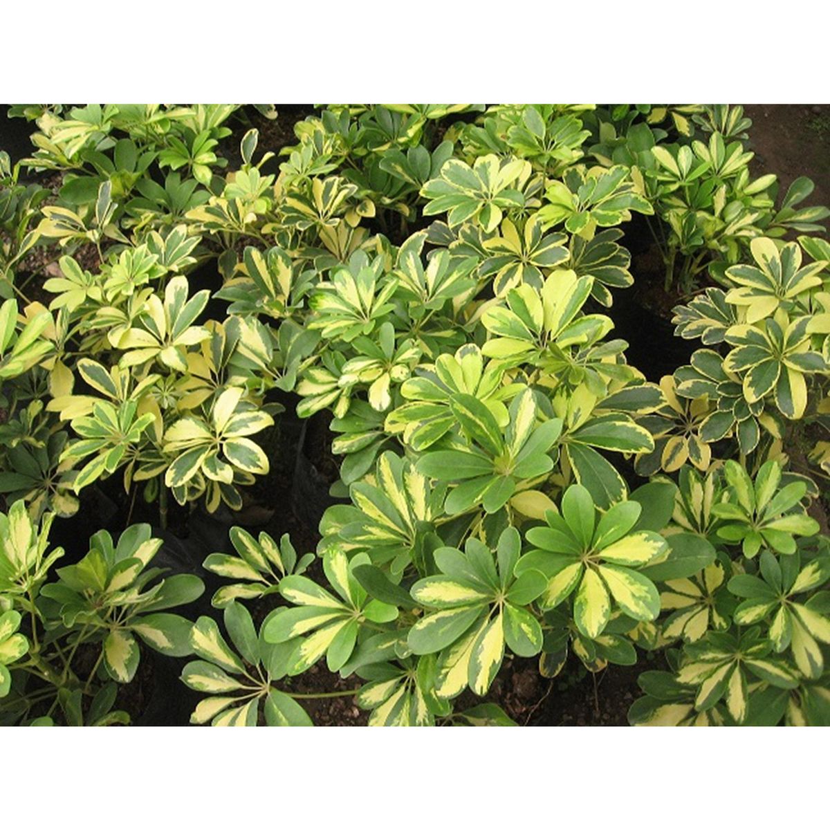 VIVERO 4 ESTACIONES - Minischefflera Variegado