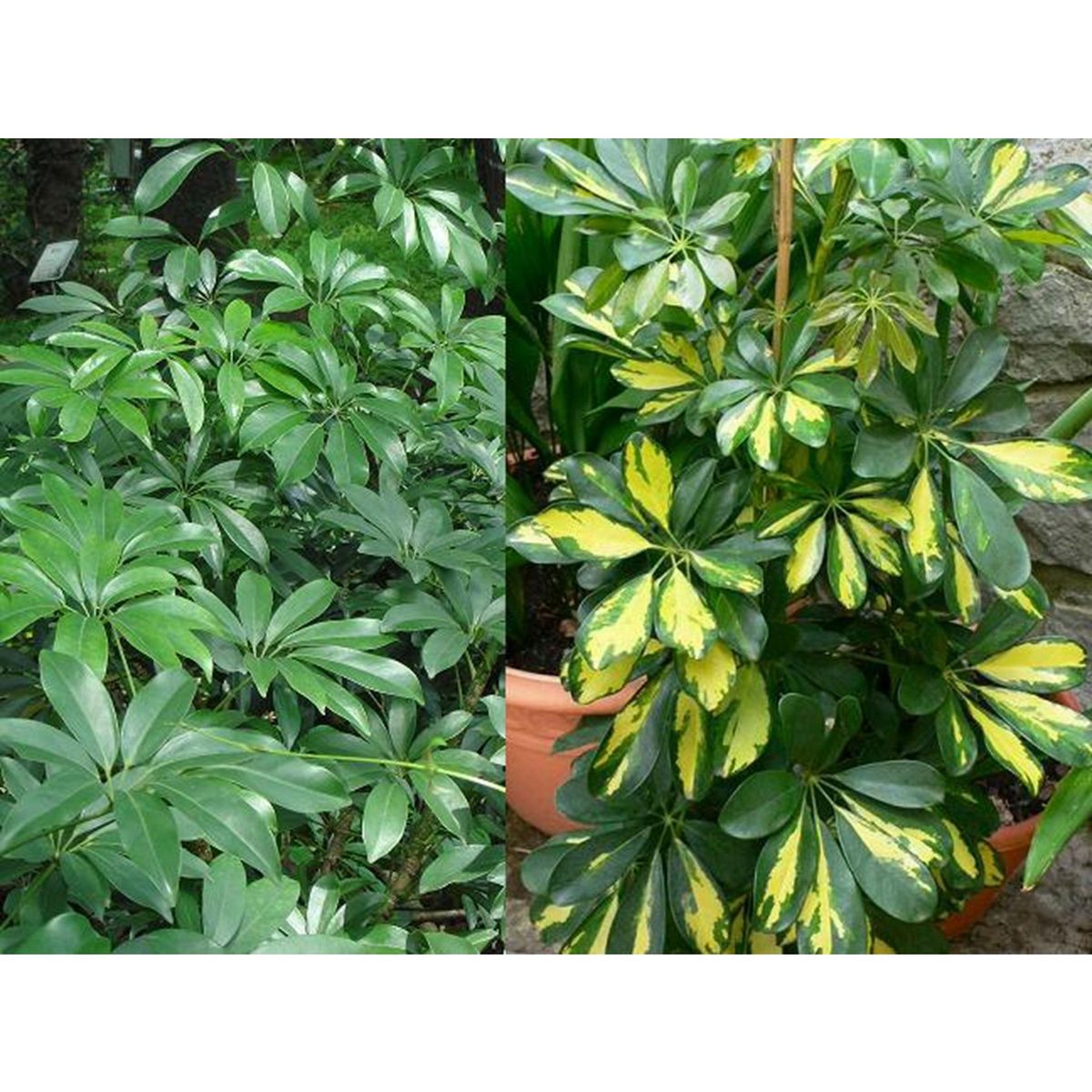 VIVERO 4 ESTACIONES - Minischefflera Variegado