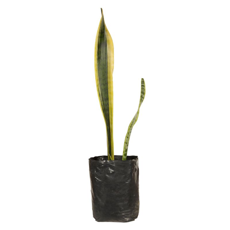 S/M - Planta Natural Sanseveria Gigante