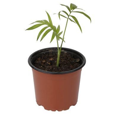 Palmera Chamaedorea Enana C/ma