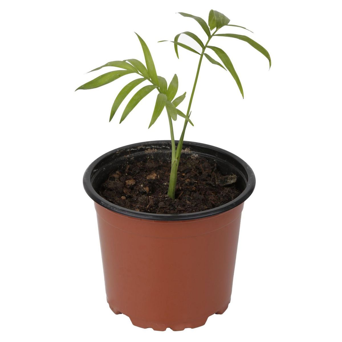 4 ESTACIONES - Palmera Chamaedorea Enana C/ma