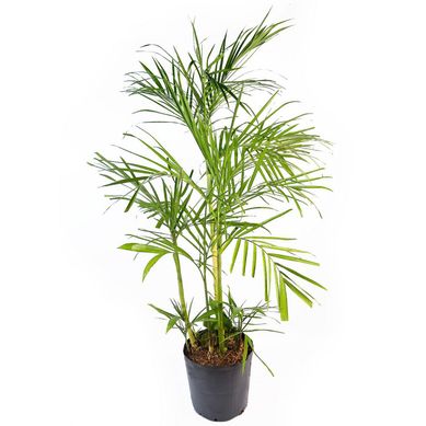Palmera bambu