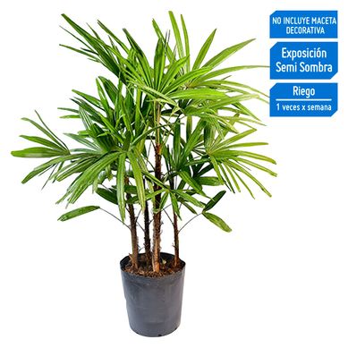Planta Natural Alta Palmera Raphis Chica