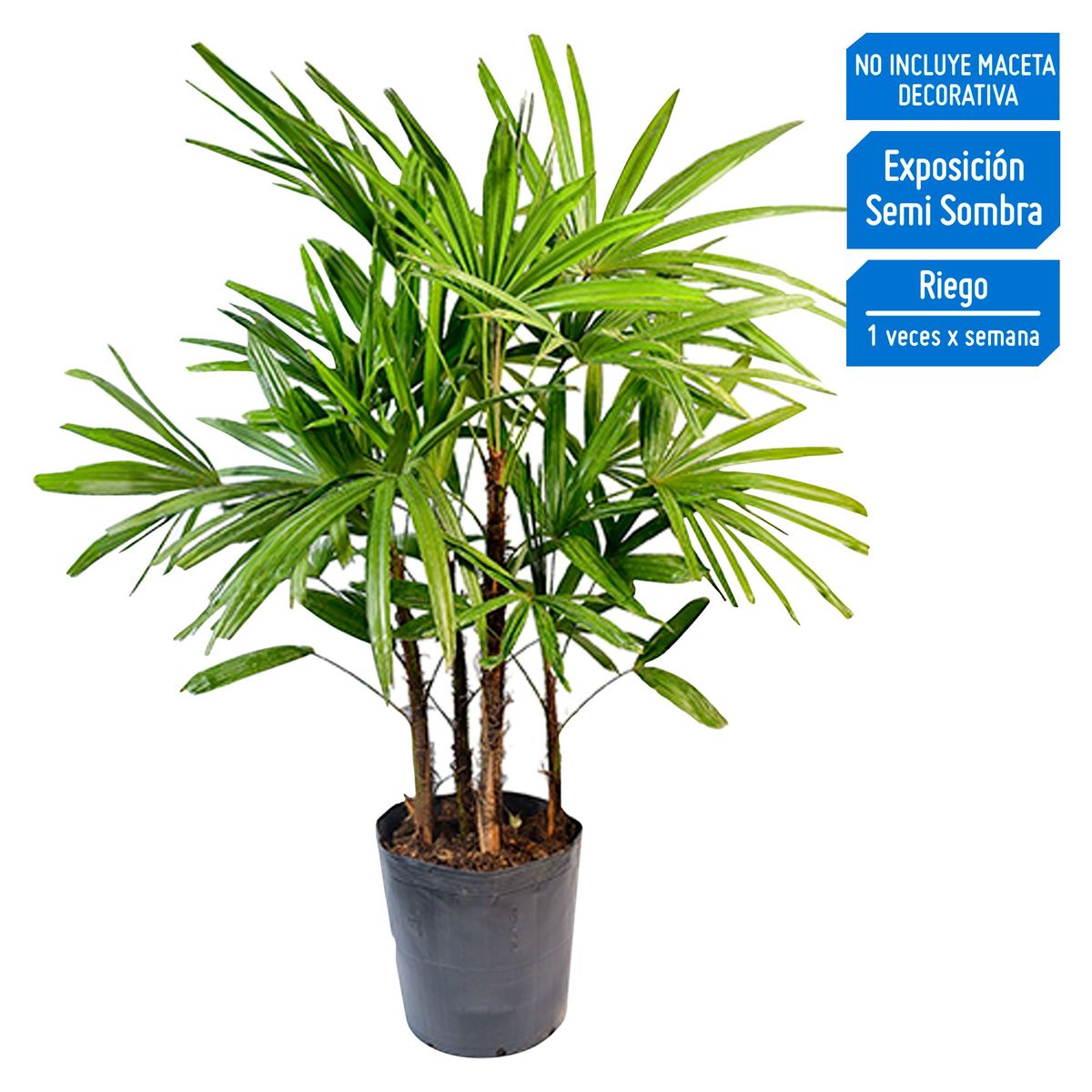 4 ESTACIONES - Planta Natural Alta Palmera Raphis Chica