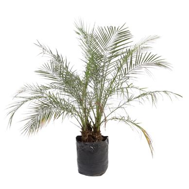 Palmera robellini 1.2 mts.