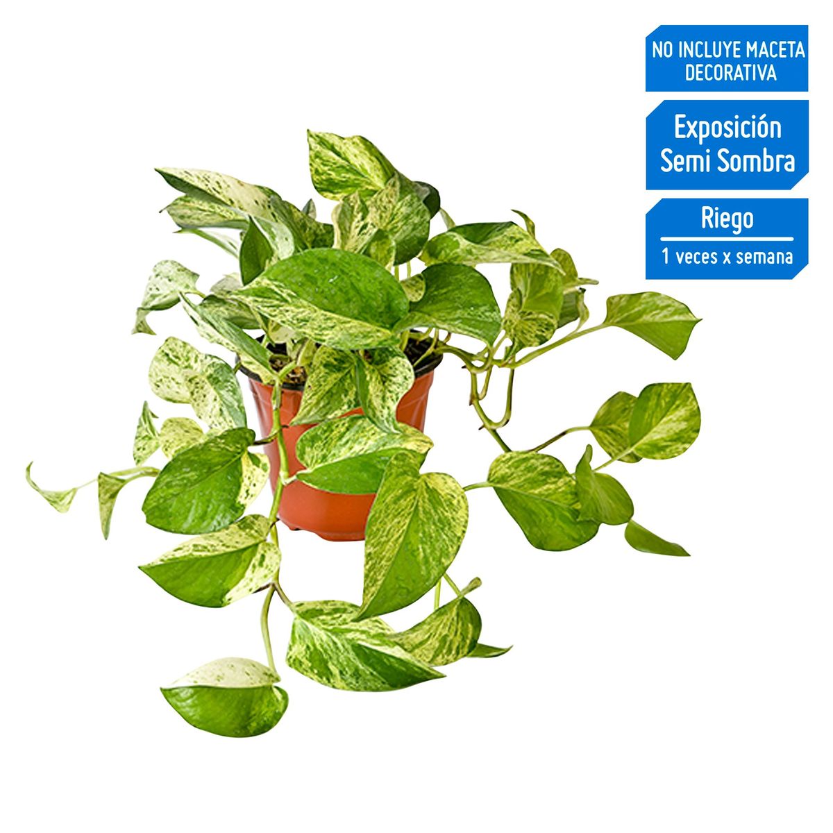 4 ESTACIONES -  Natural CT20