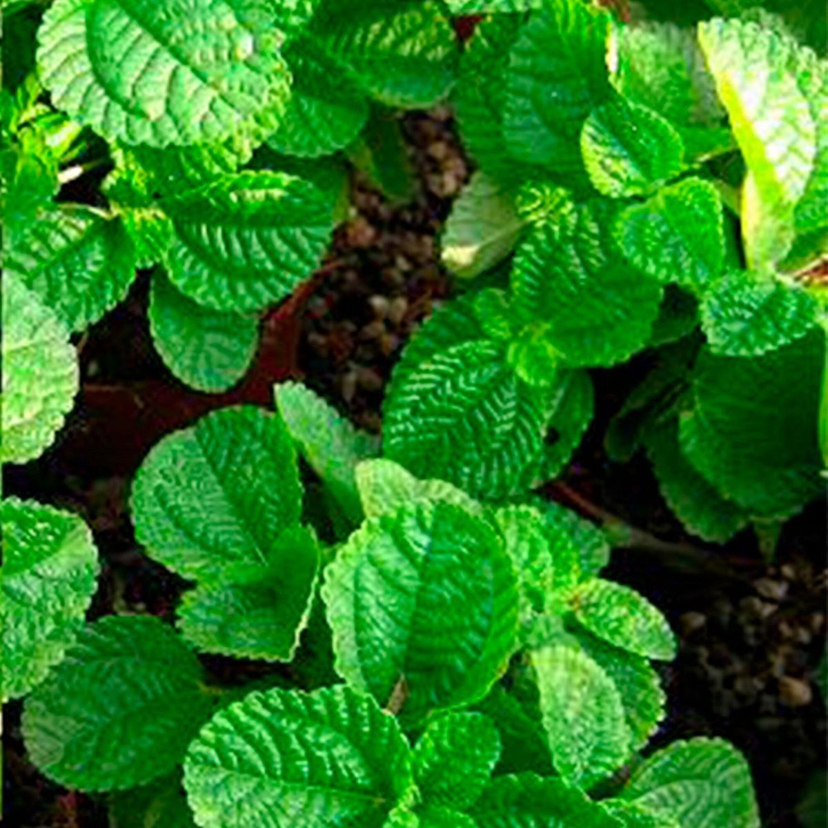 4 ESTACIONES - Planta de Interior Llama Dollar