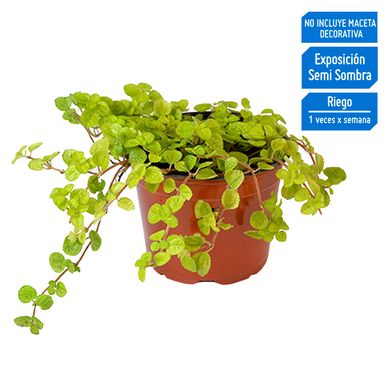 Planta de Interior Llama Plata