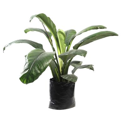 Spathiphyllum supreme.