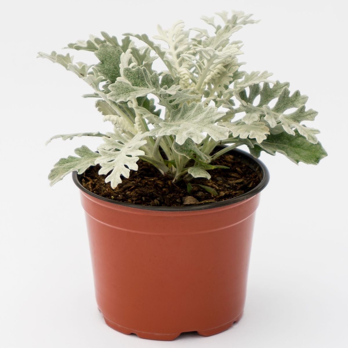 Planta Natural Dusty Miller, marca  - Foto Principal