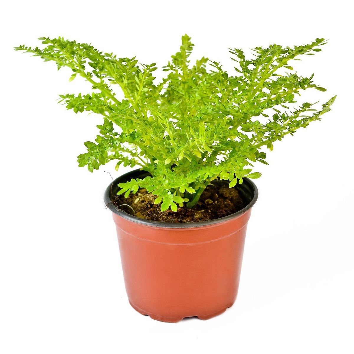 4 ESTACIONES - Planta Natural Lentejita