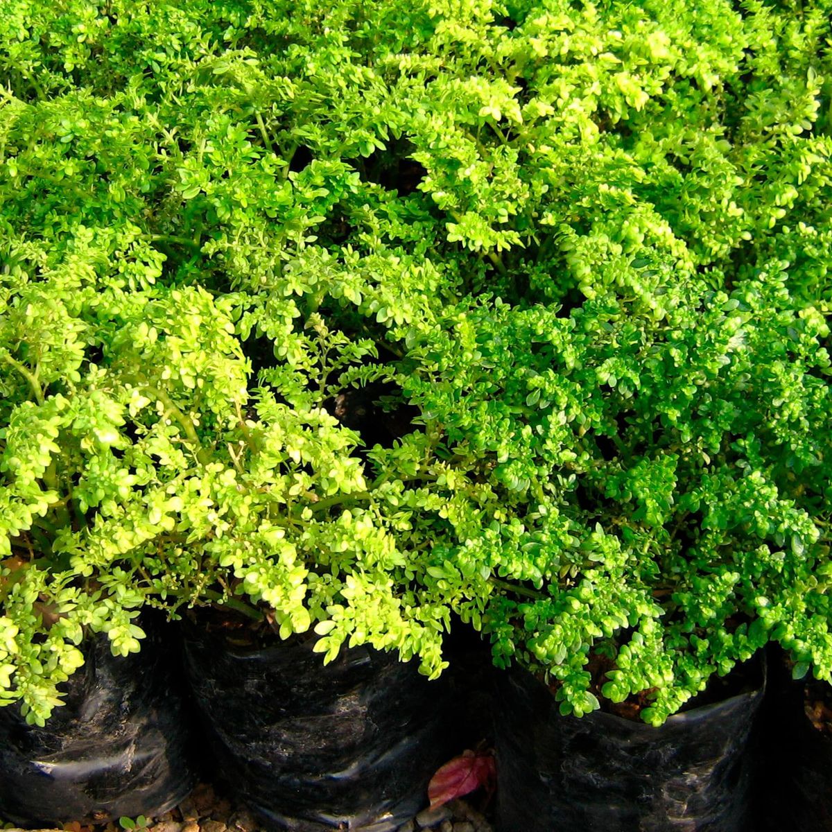 4 ESTACIONES - Planta Natural Lentejita