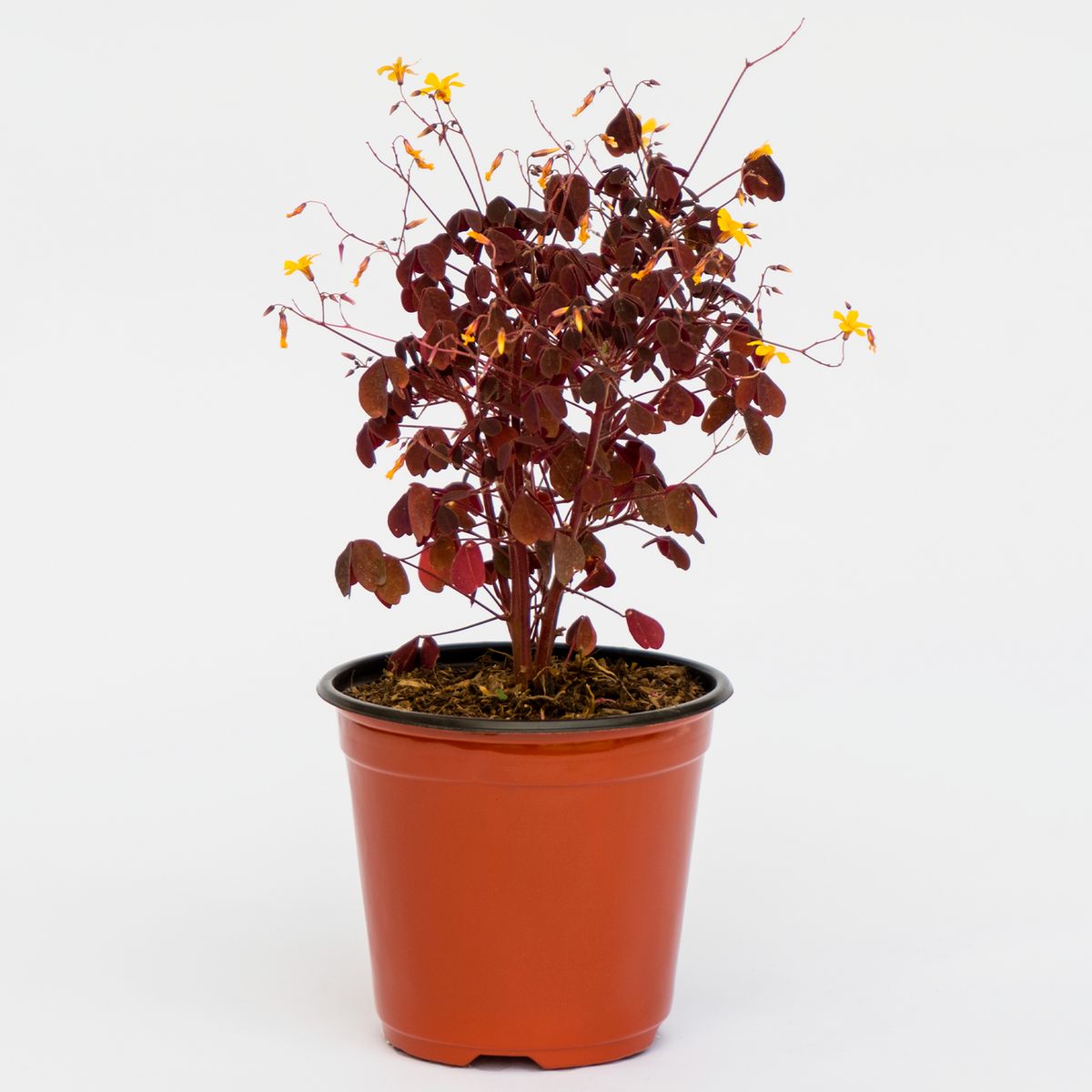  - Planta Natural Oxalis