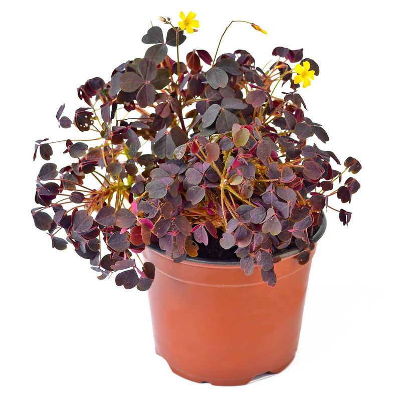  - Planta Natural Oxalis