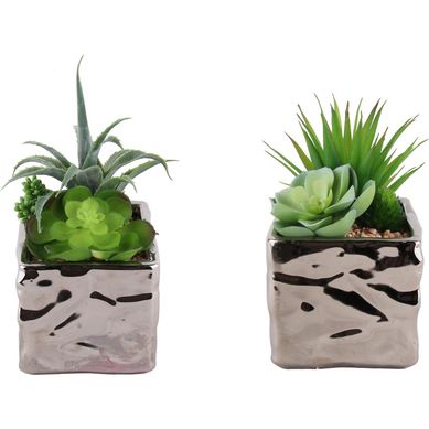 Suculenta 17cm 2d 27ud