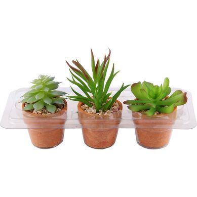 Set x 3 Macetas Terra Suculenta 10cm