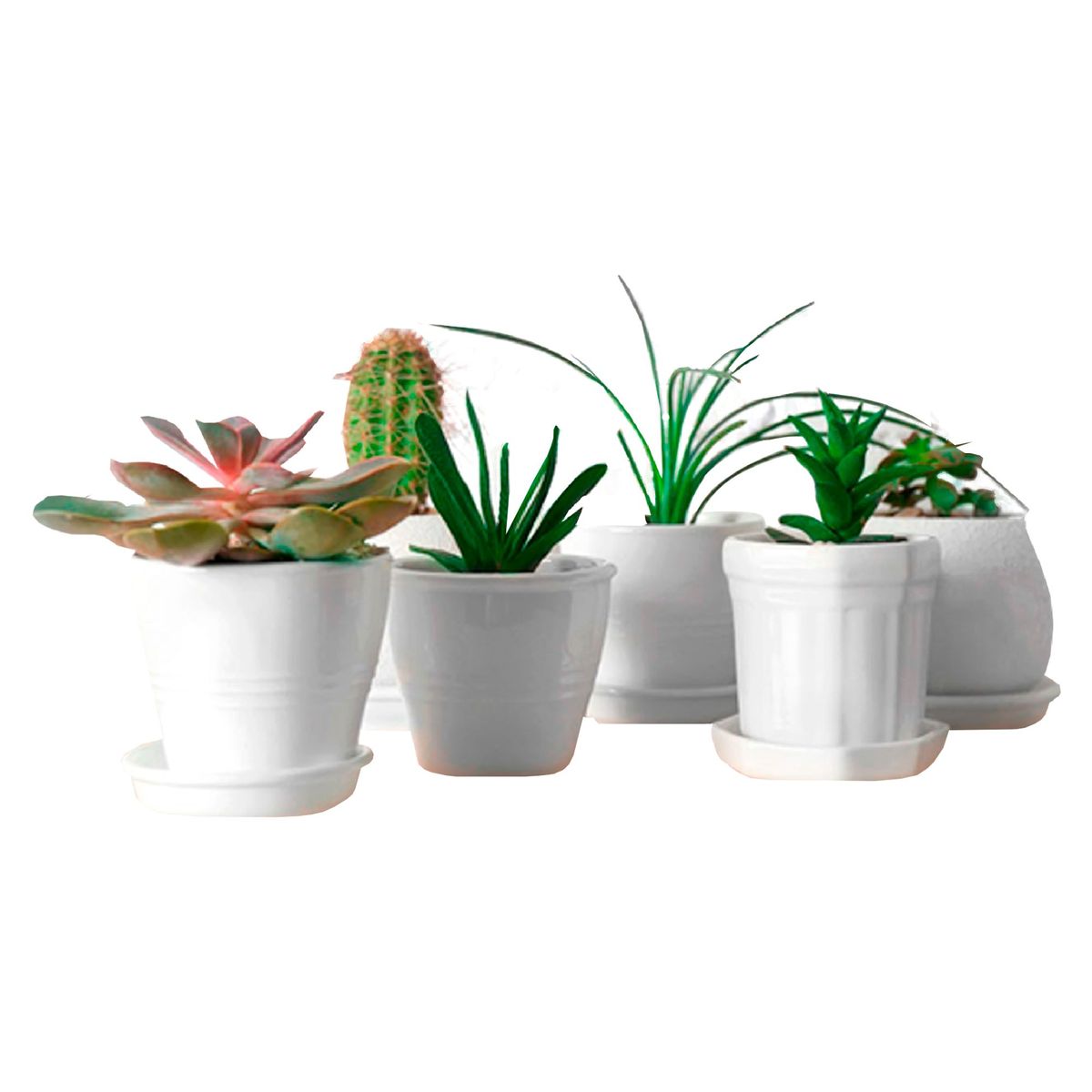 JUST HOME COLLECTION - Pintura Cuadro con Detalle de Plantas Cactus 40.3cm