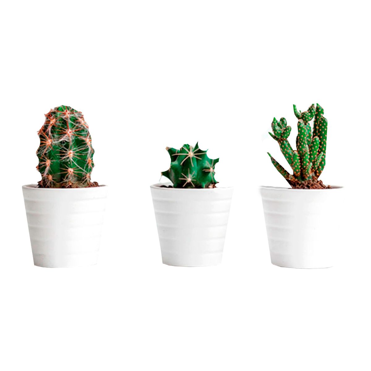 JUST HOME COLLECTION - Pintura Cuadro con Detalle de Plantas Cactus 40.3cm