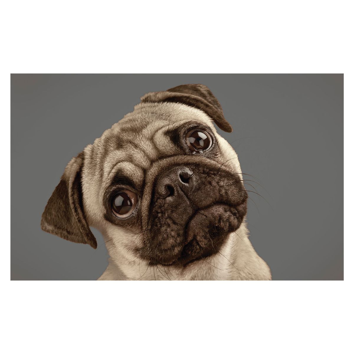 CASA BONITA - Tapete Perro Pug 50x80cm