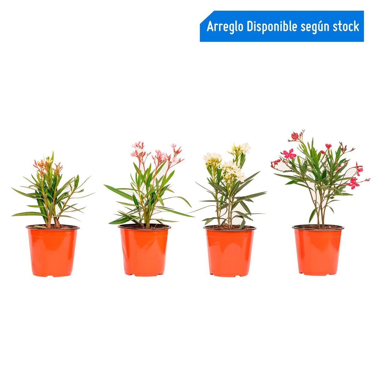 4 ESTACIONES -  Natural 