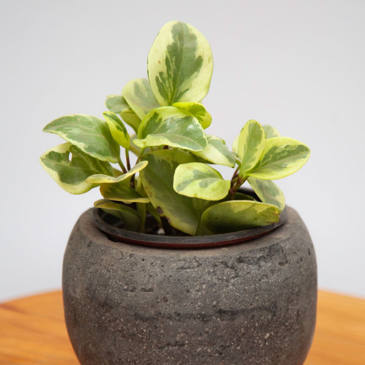 4 ESTACIONES - Planta de Interior Peperomia