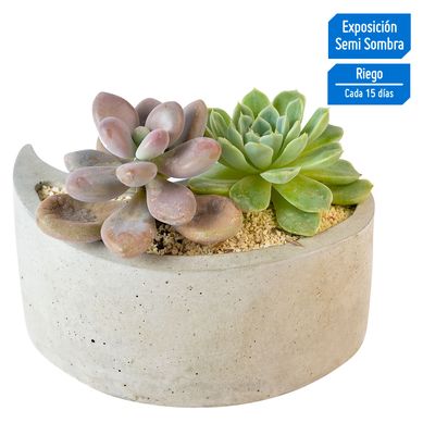 Cactus en Maceta Gota