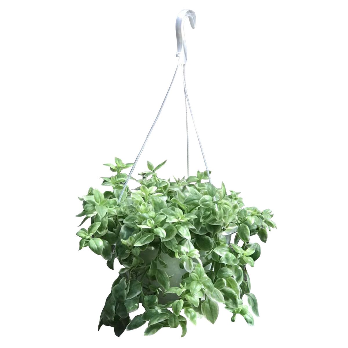 4 ESTACIONES - Planta Natural Aptenia en Maceta Colgante