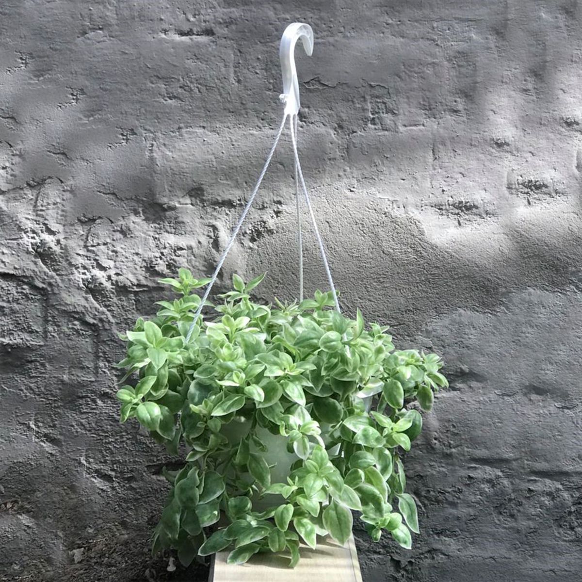 4 ESTACIONES - Planta Natural Aptenia en Maceta Colgante