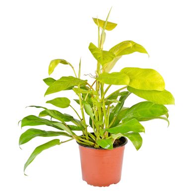 Philodendro Limon Mp 19
