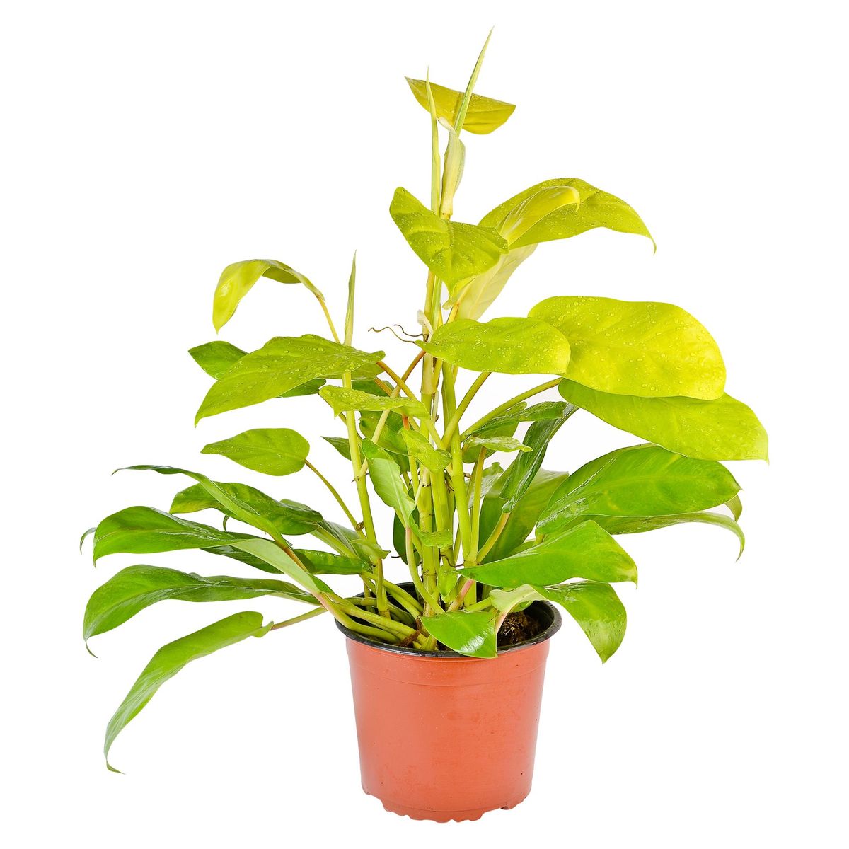 4 ESTACIONES - Philodendro Limón MP 19