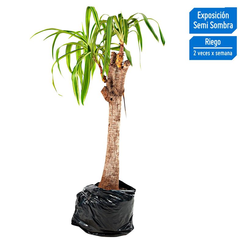 4 ESTACIONES - Planta Natural Yucca Trabajada