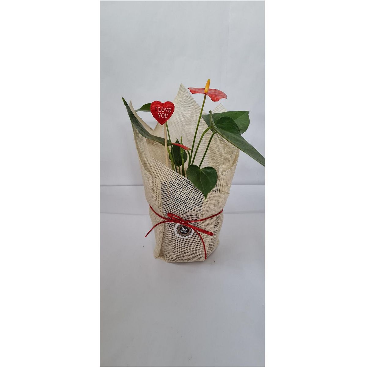 4 ESTACIONES - Planta Anthurio Rojo