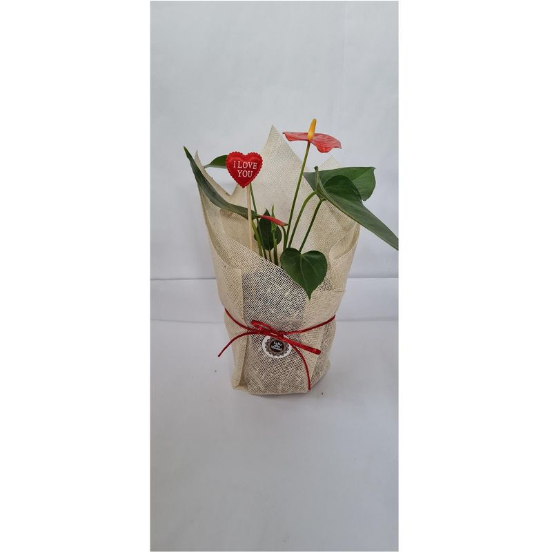 4 ESTACIONES - Anthurio rojo