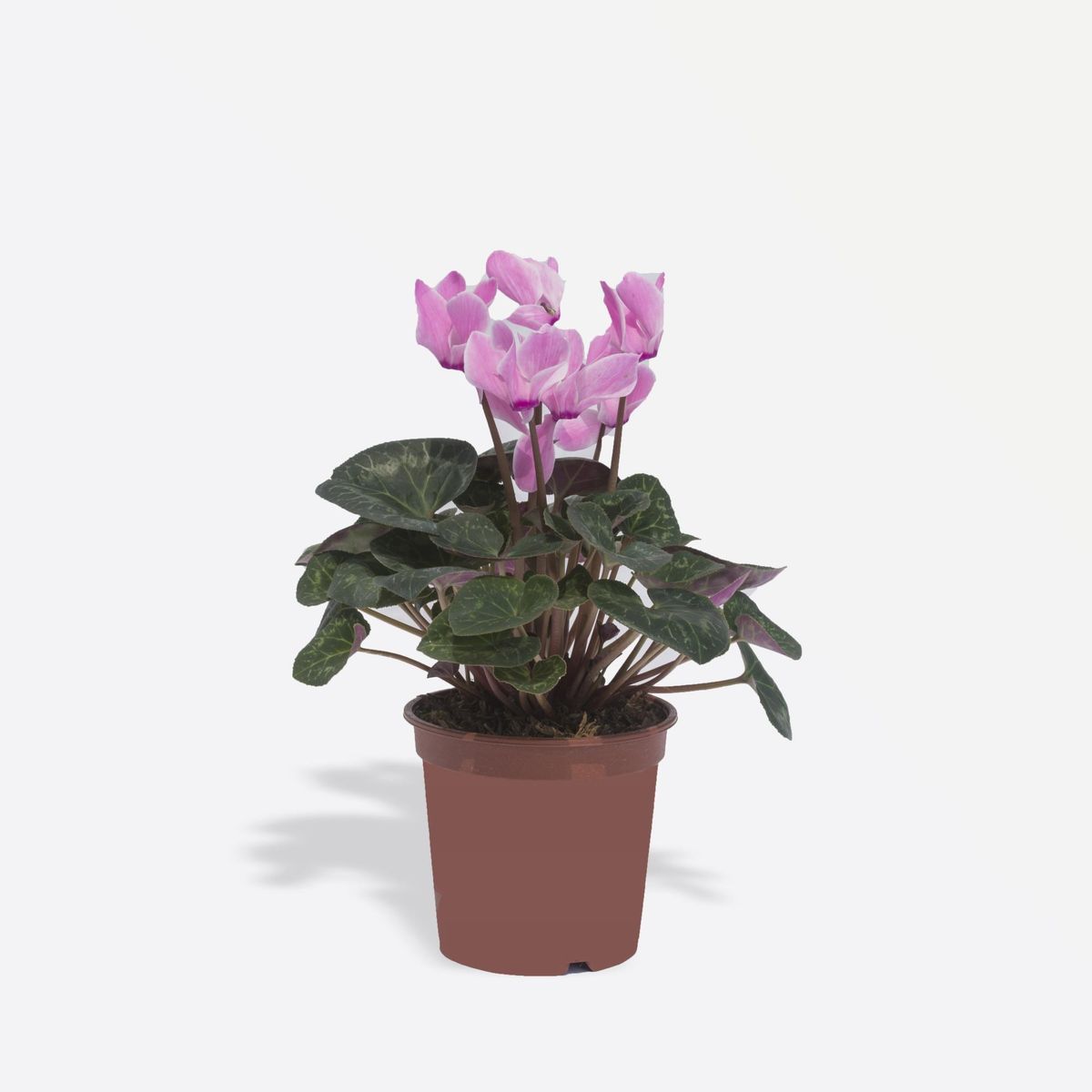 4 ESTACIONES - Ciclamen