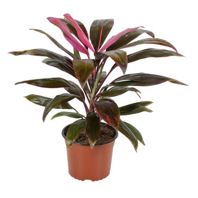 Cordilinea roja