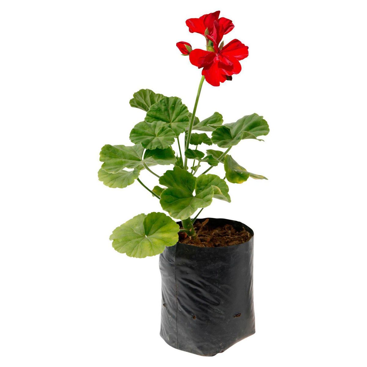 4 ESTACIONES - Flor Natural Geranio