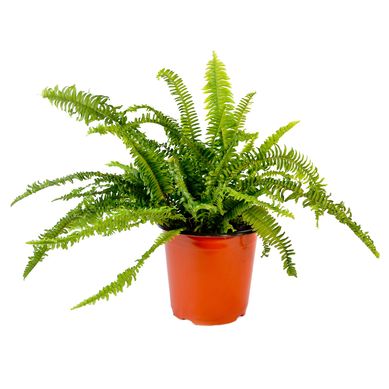 Helecho Enano Natural