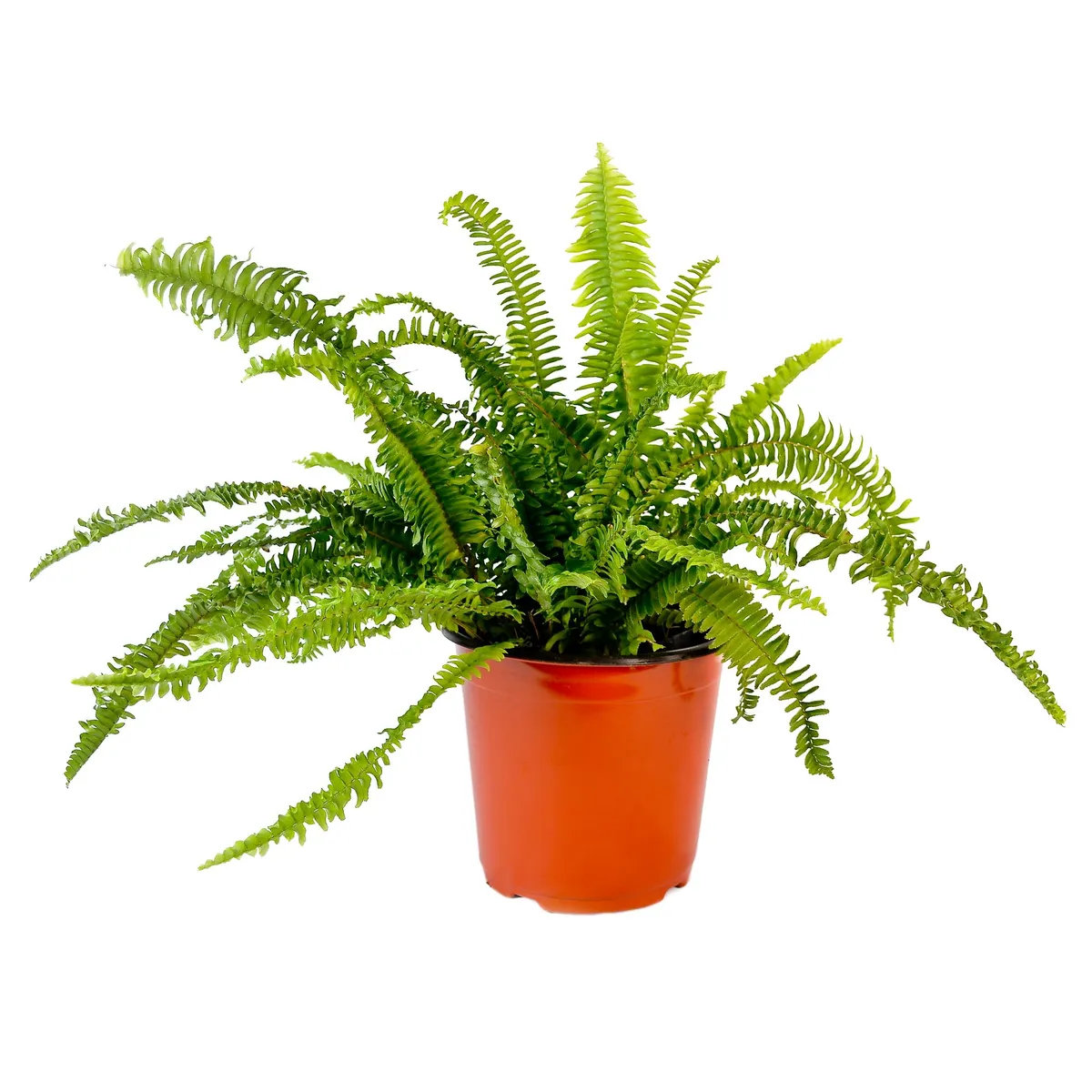 4 ESTACIONES - Helecho Enano Natural