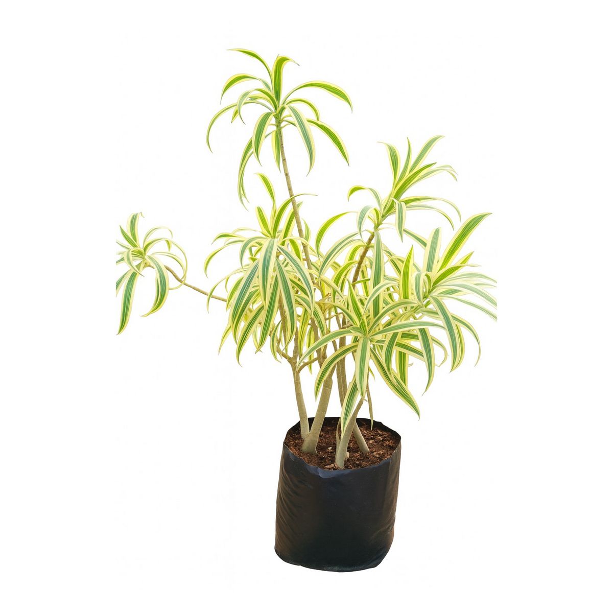 4 ESTACIONES - Planta Natural Pleomelia Reflex CT28