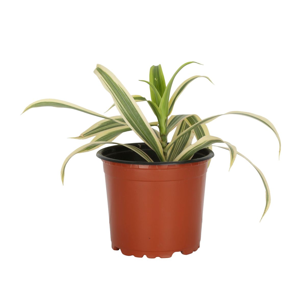 4 ESTACIONES - Planta Natural Pleomelia Reflex CT28