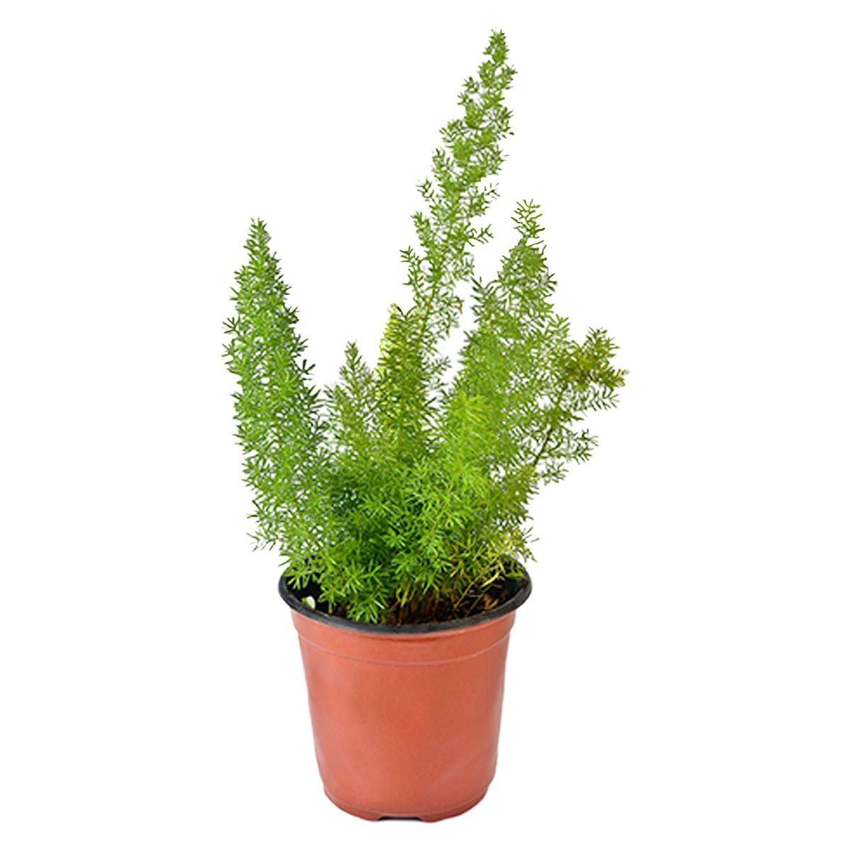 4 ESTACIONES - Planta Natural Esparrago Vela