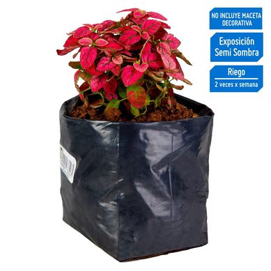 Planta Natural Hipoestes Rojo