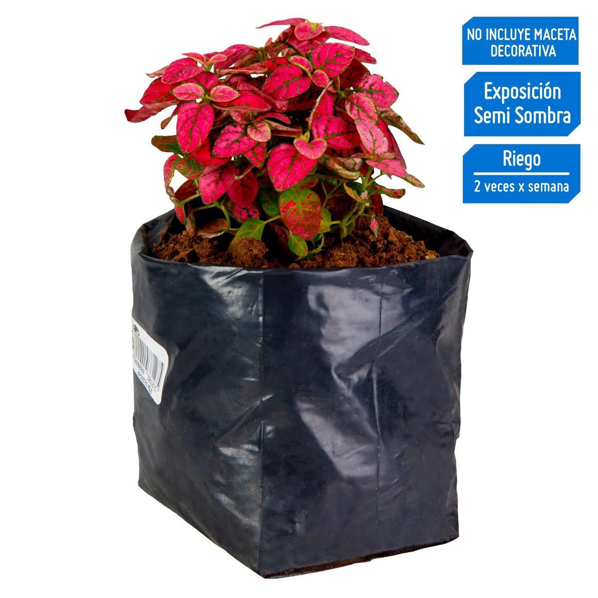 4 ESTACIONES - Planta Natural Hipoestes Rojo