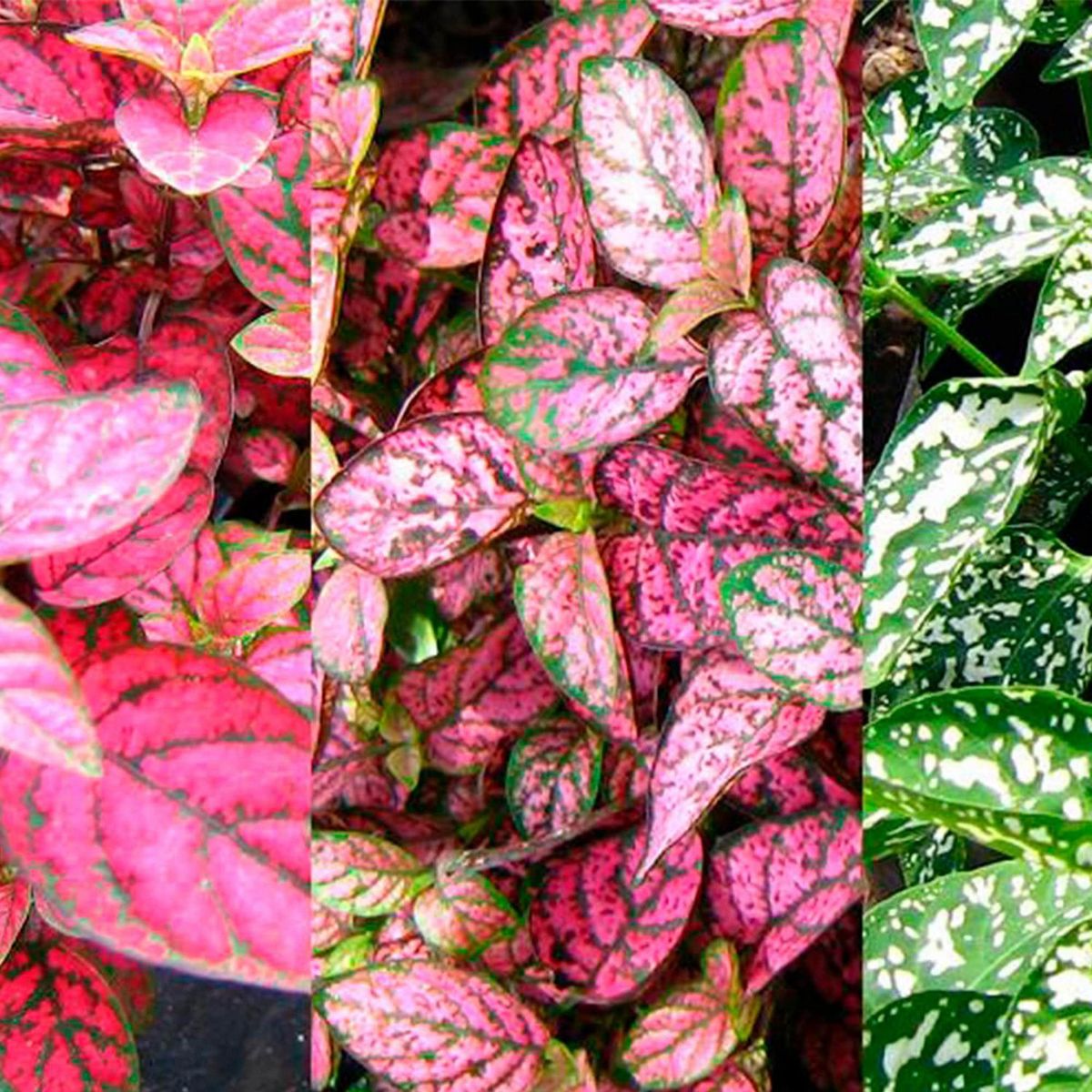 4 ESTACIONES - Planta Natural Hipoestes Rojo