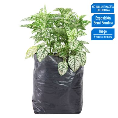 Planta Natural Hipoestes Blanco